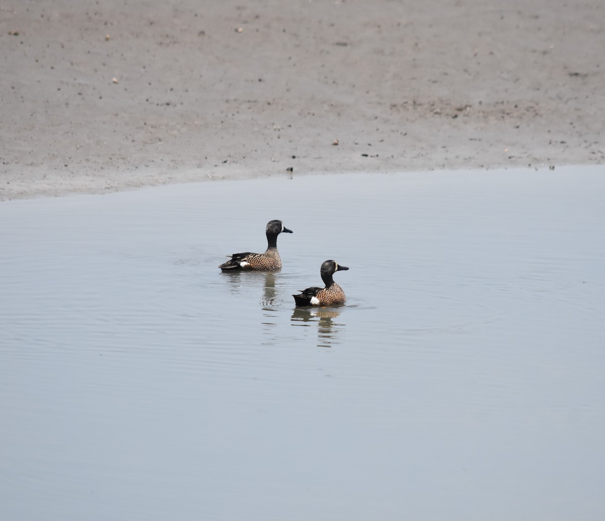 Blue-winged Teal - ML566921141