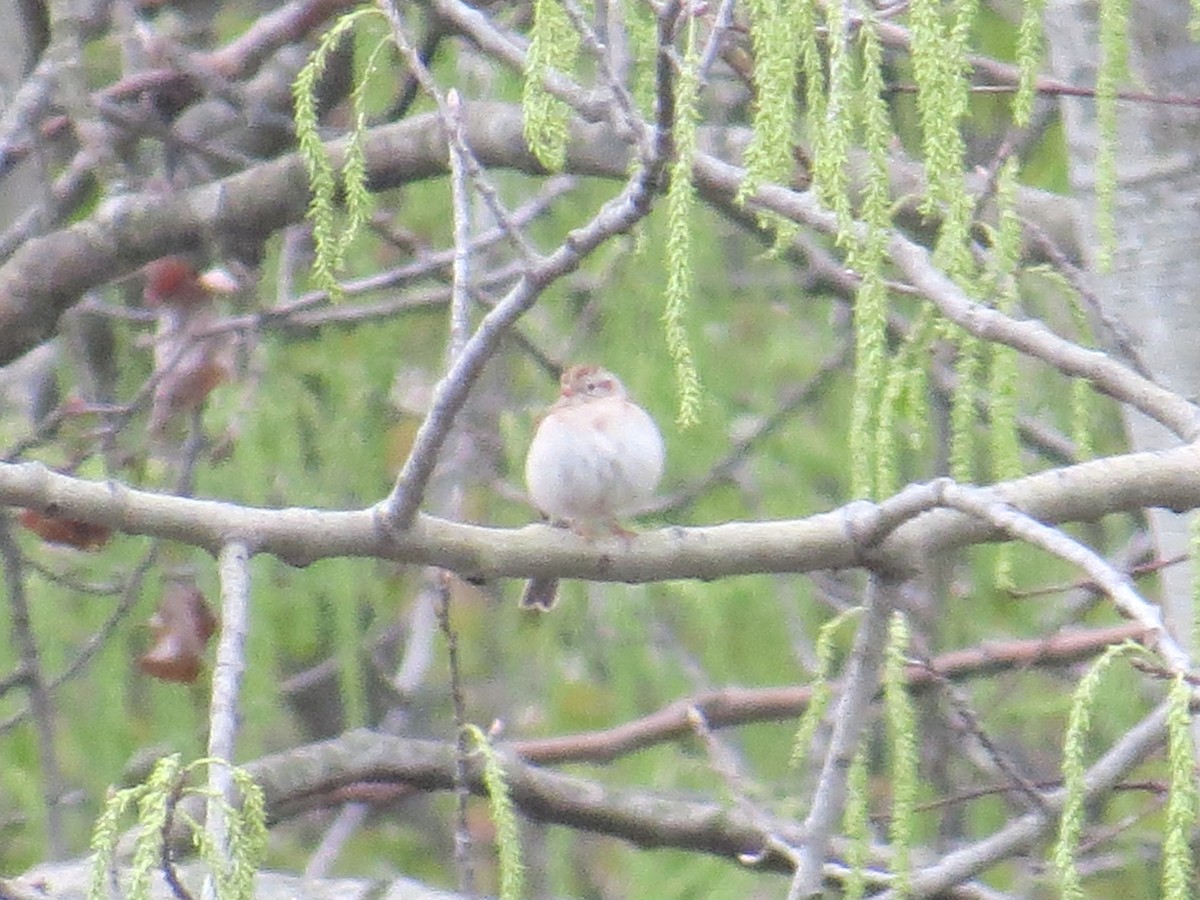 Field Sparrow - Ethan Maynard