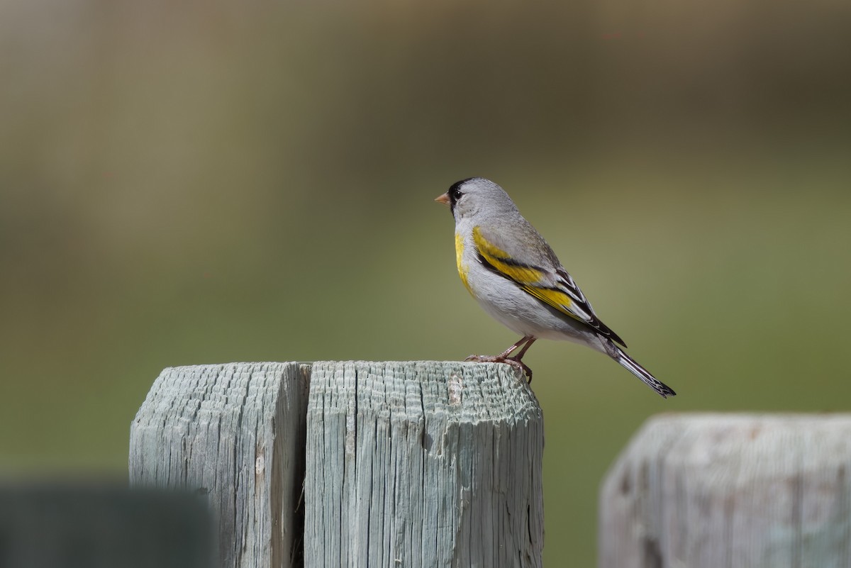 Lawrence's Goldfinch - ML566921611