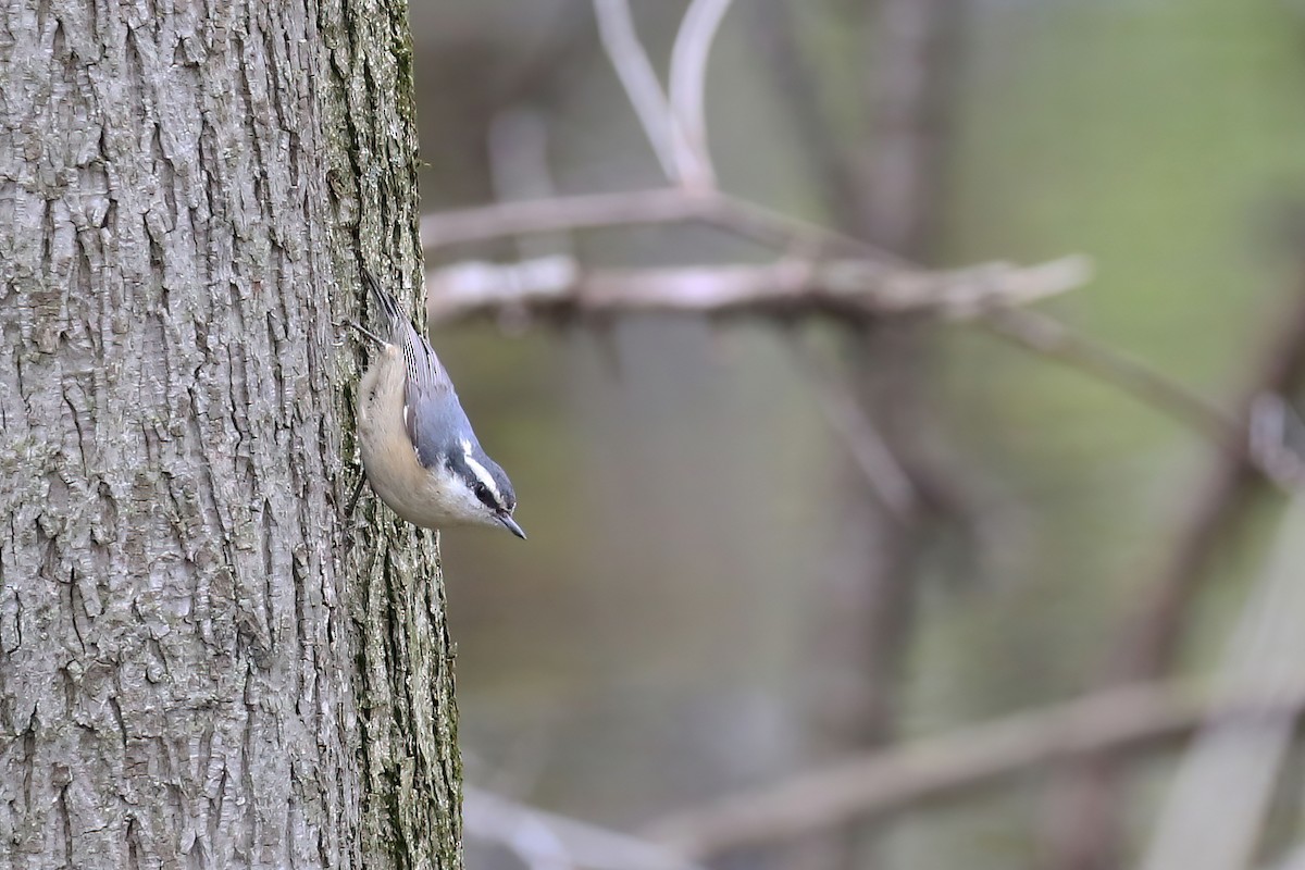 Red-breasted Nuthatch - ML566921931