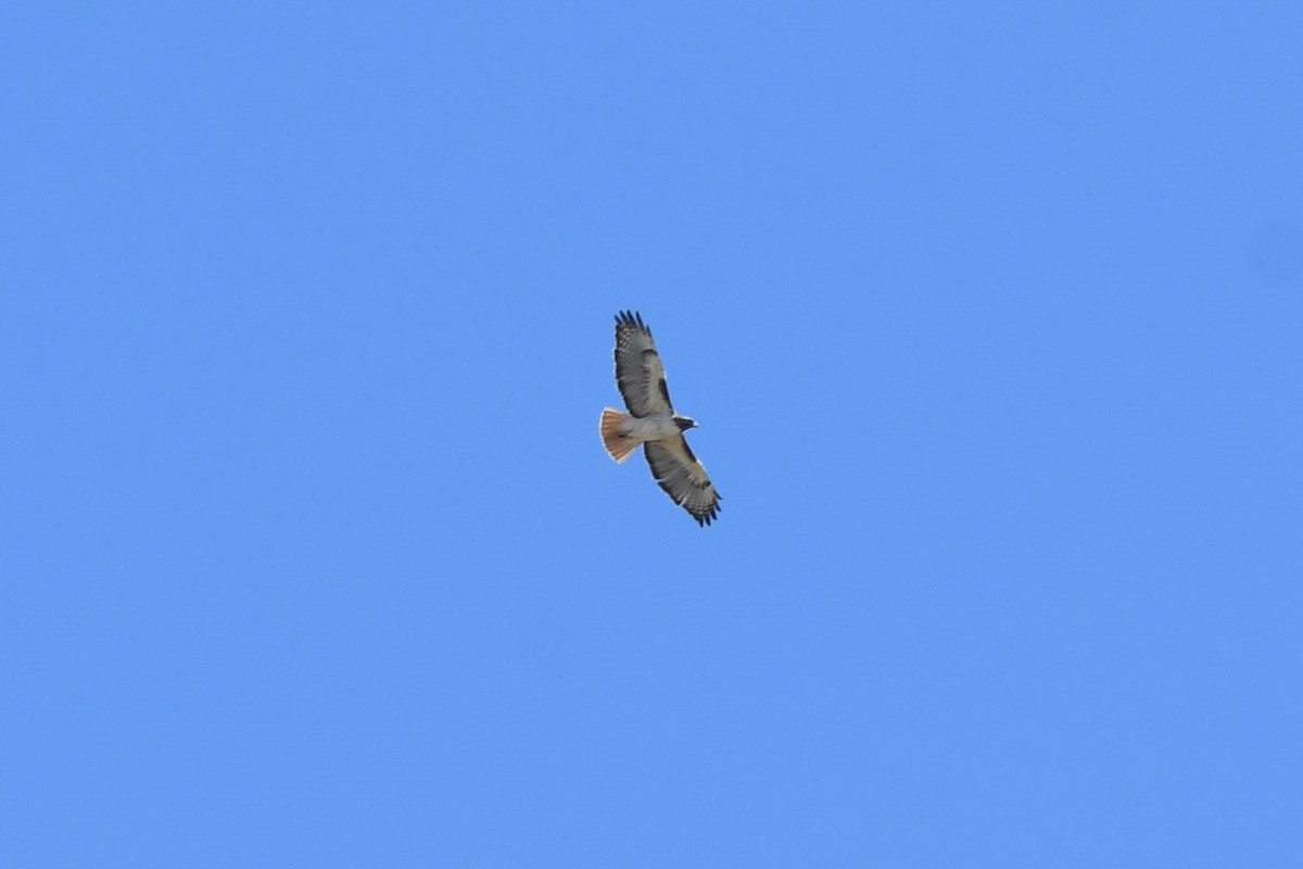 Red-tailed Hawk - ML566921951