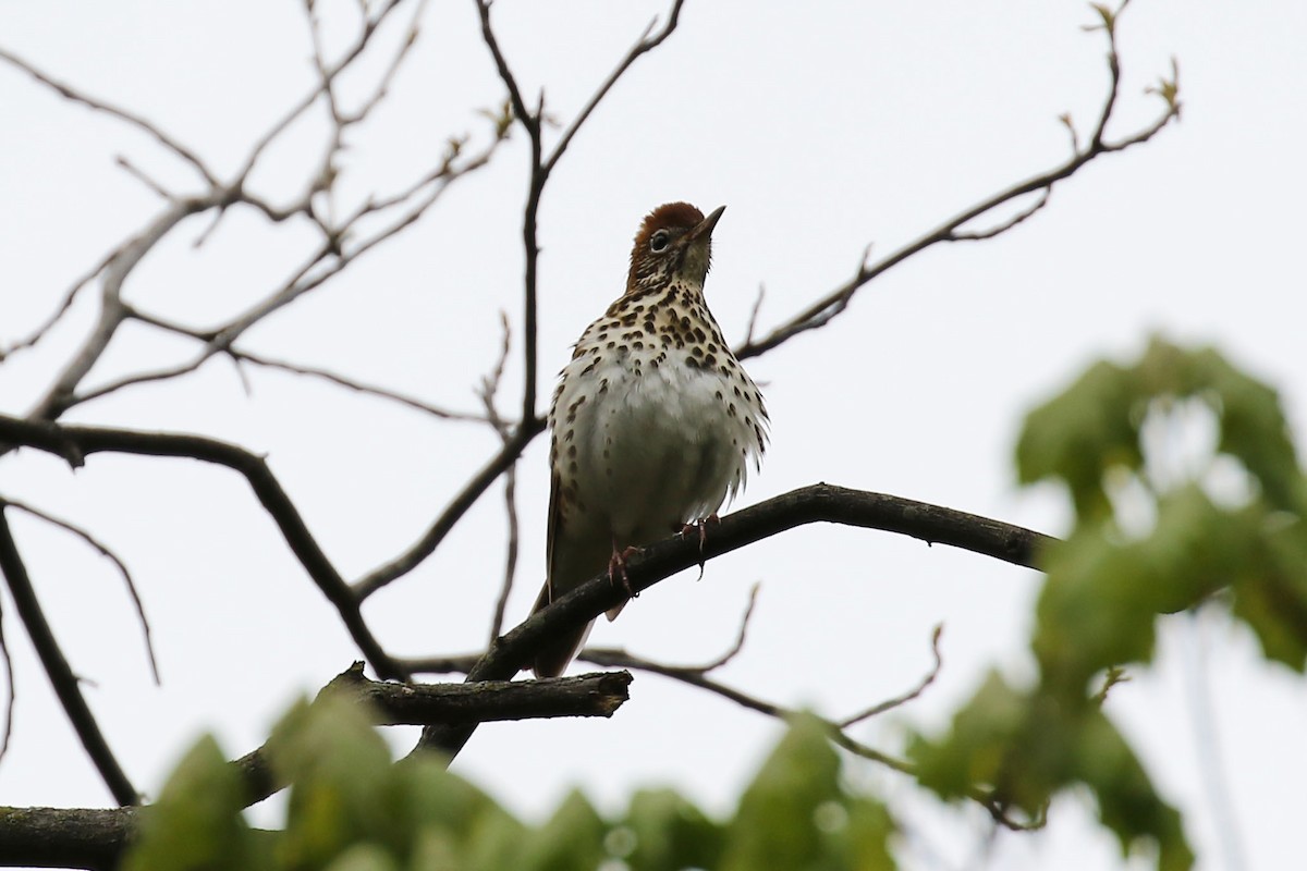 Wood Thrush - ML566922051