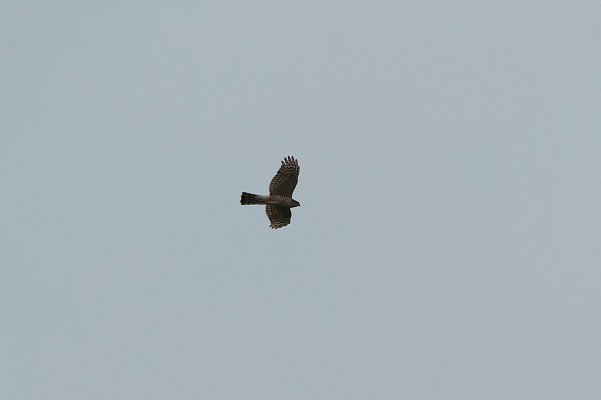 Eurasian Sparrowhawk - ML566922151