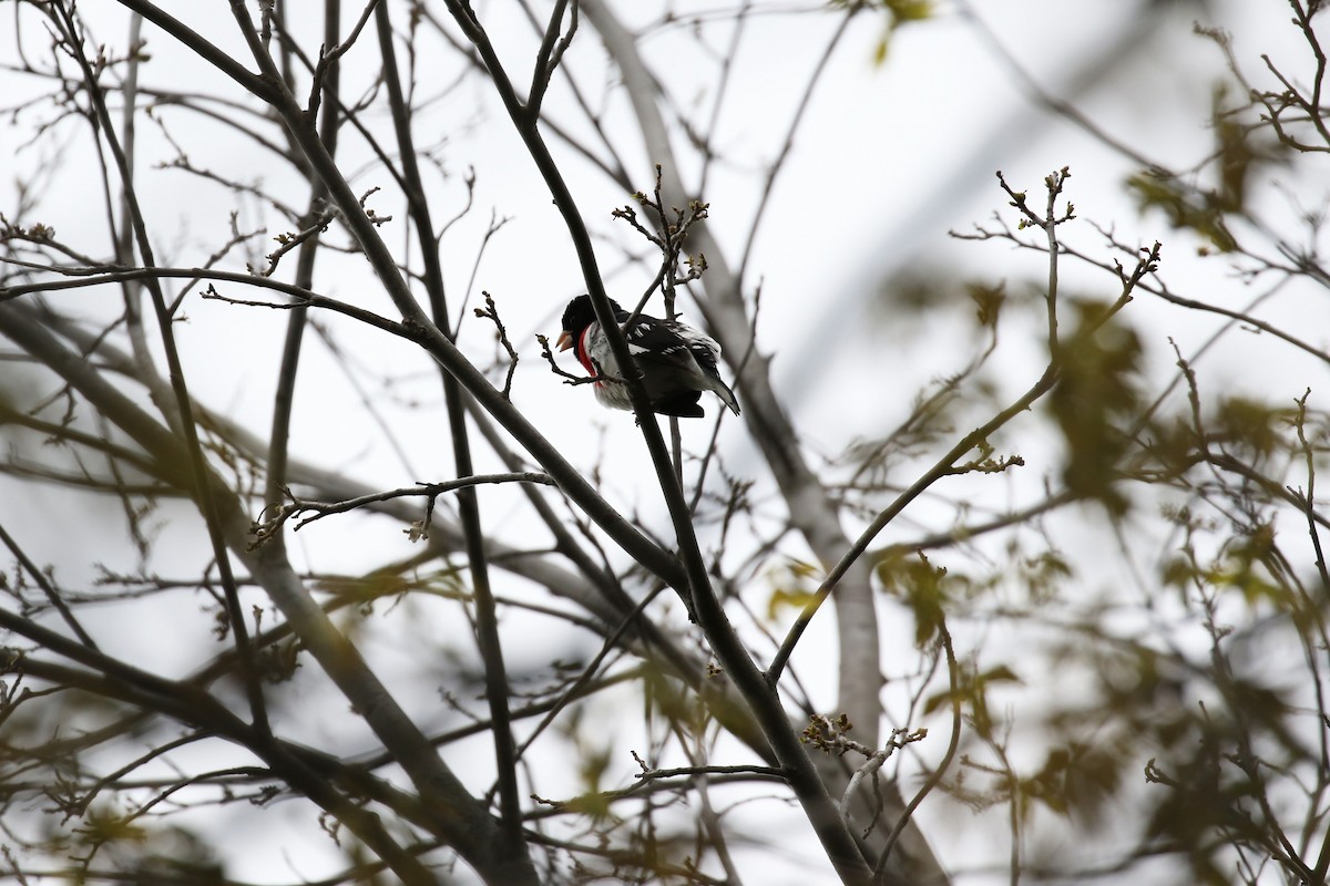 Rose-breasted Grosbeak - ML566922251