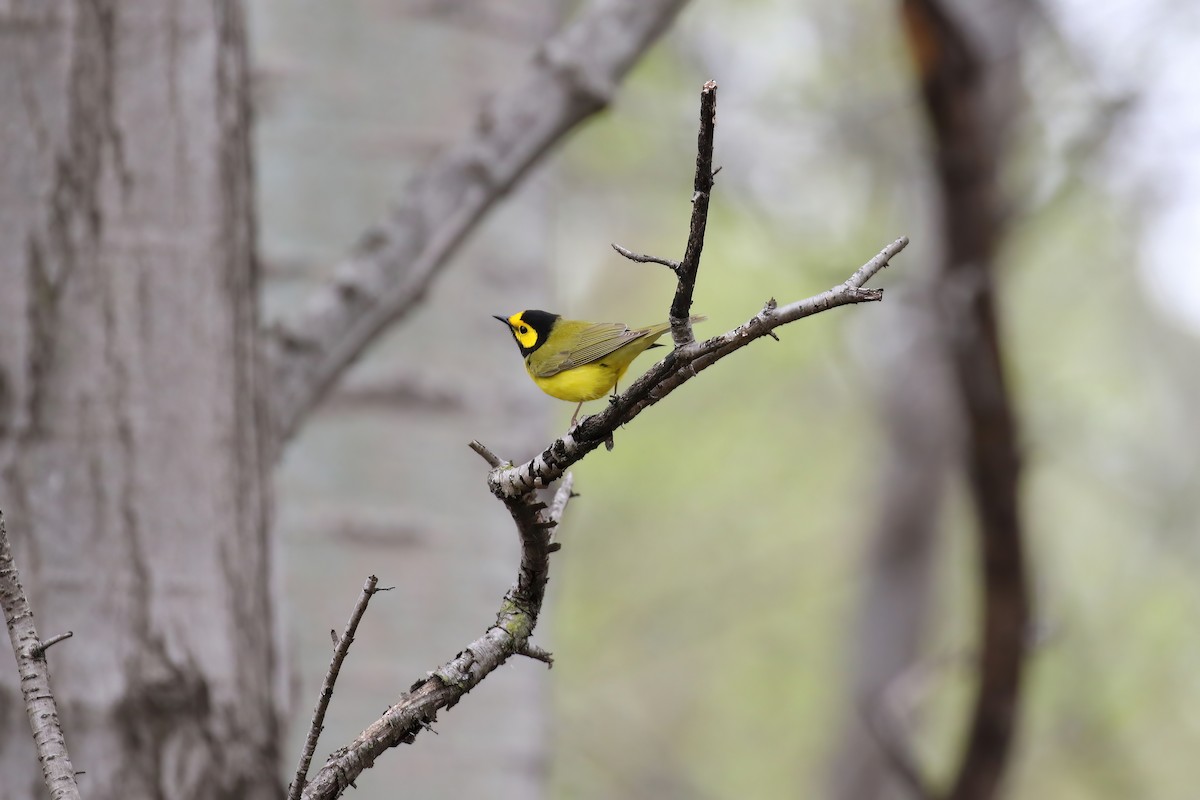 Hooded Warbler - ML566922481