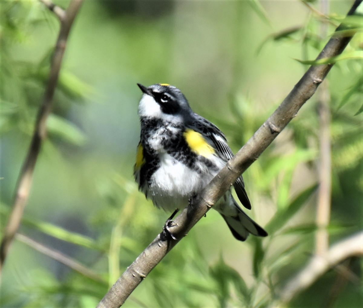 Yellow-rumped Warbler - ML566924201