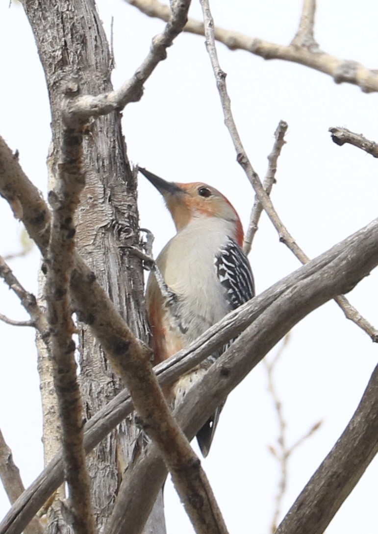 Red-bellied Woodpecker - ML566924211