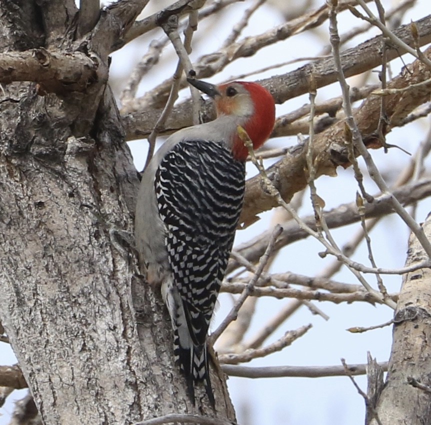Red-bellied Woodpecker - ML566924221
