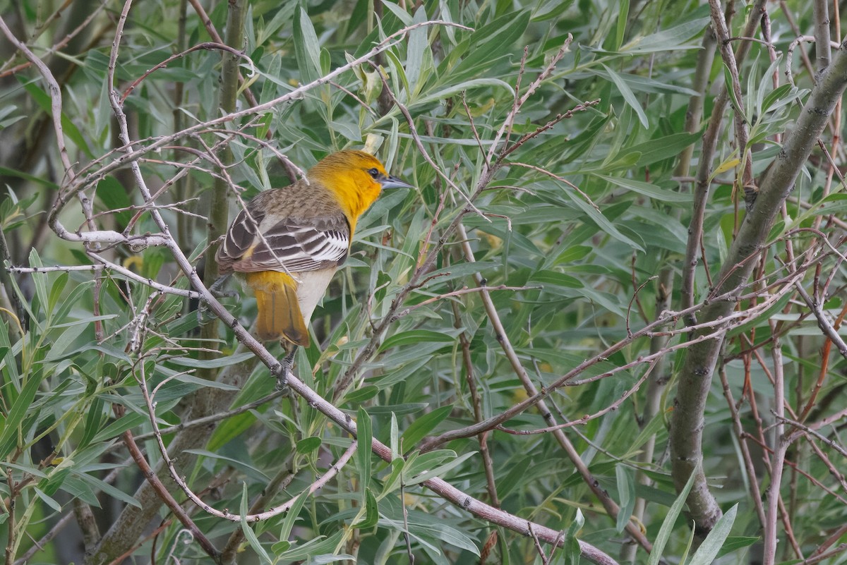 Bullock's Oriole - ML566924561