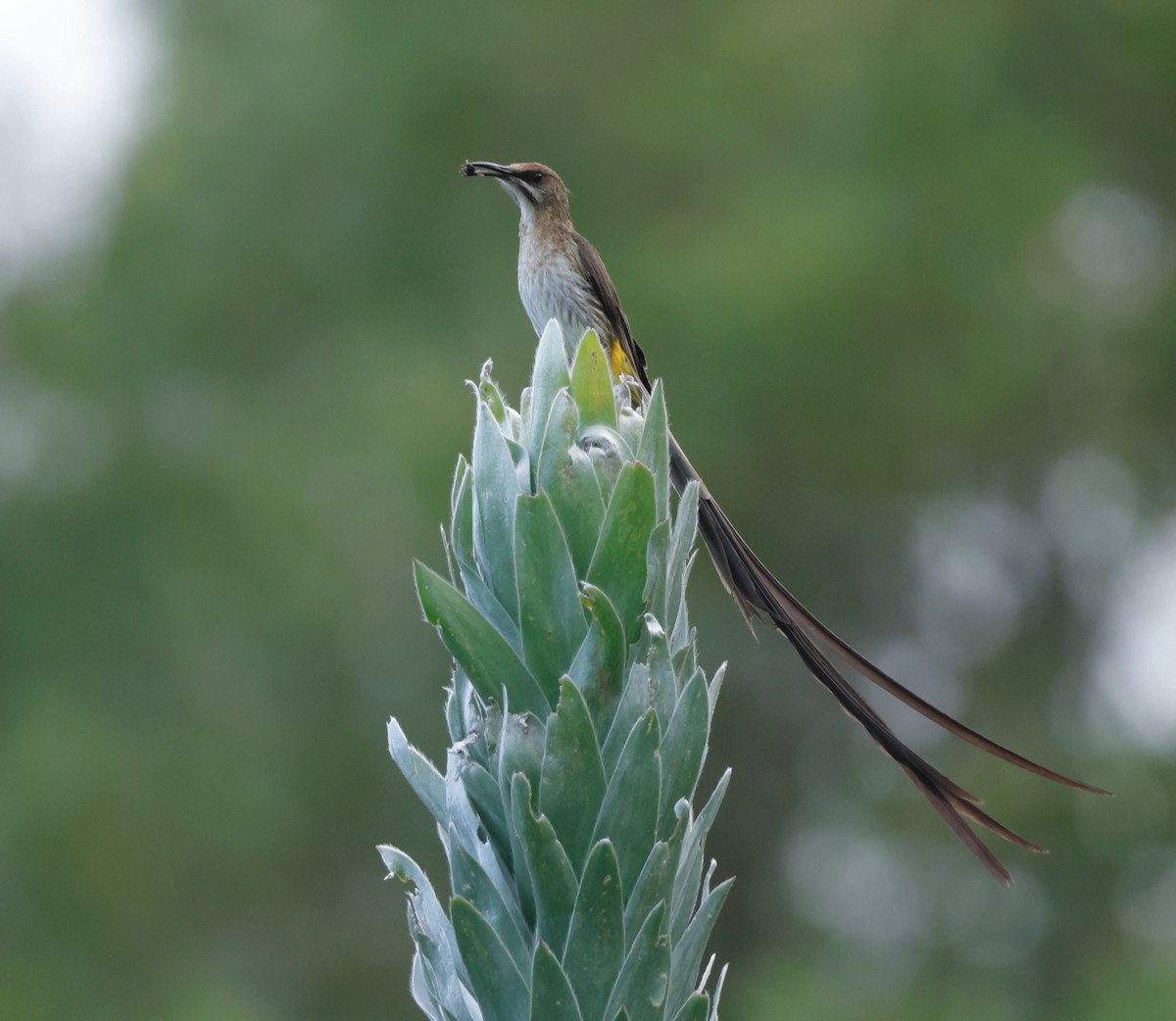 Cape Sugarbird - Luke Goddard - Birding Africa