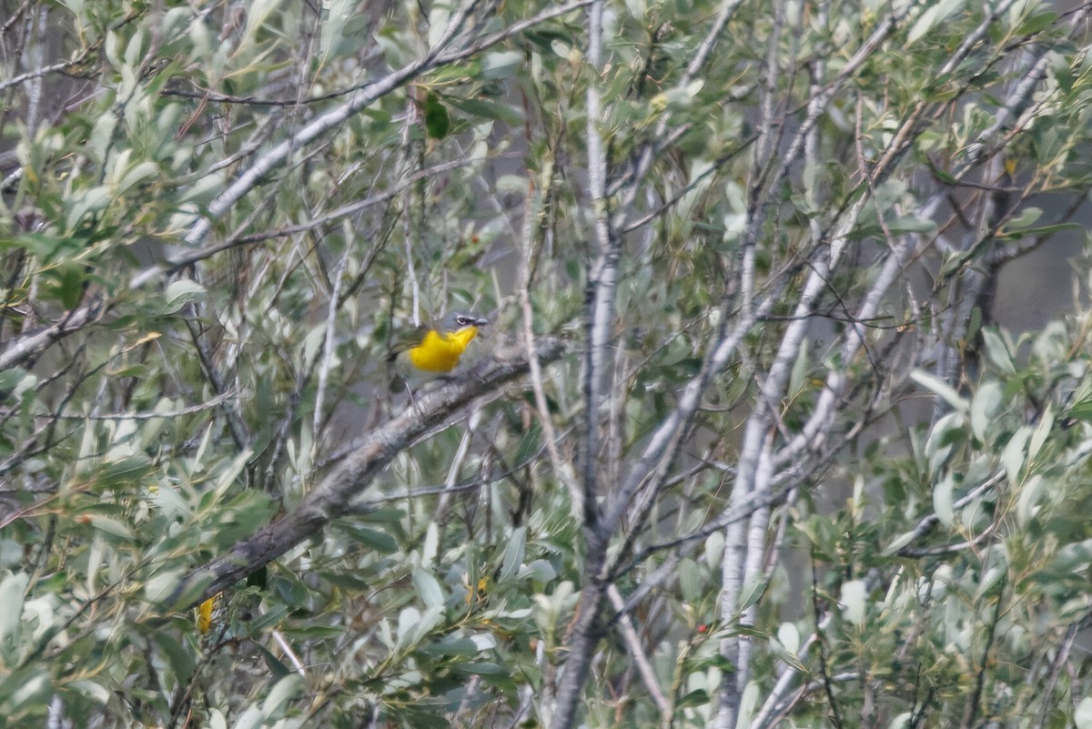 Yellow-breasted Chat - ML566925231