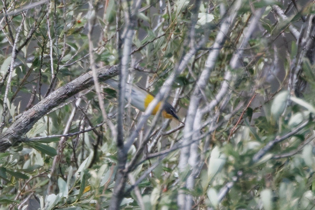 Yellow-breasted Chat - ML566925251