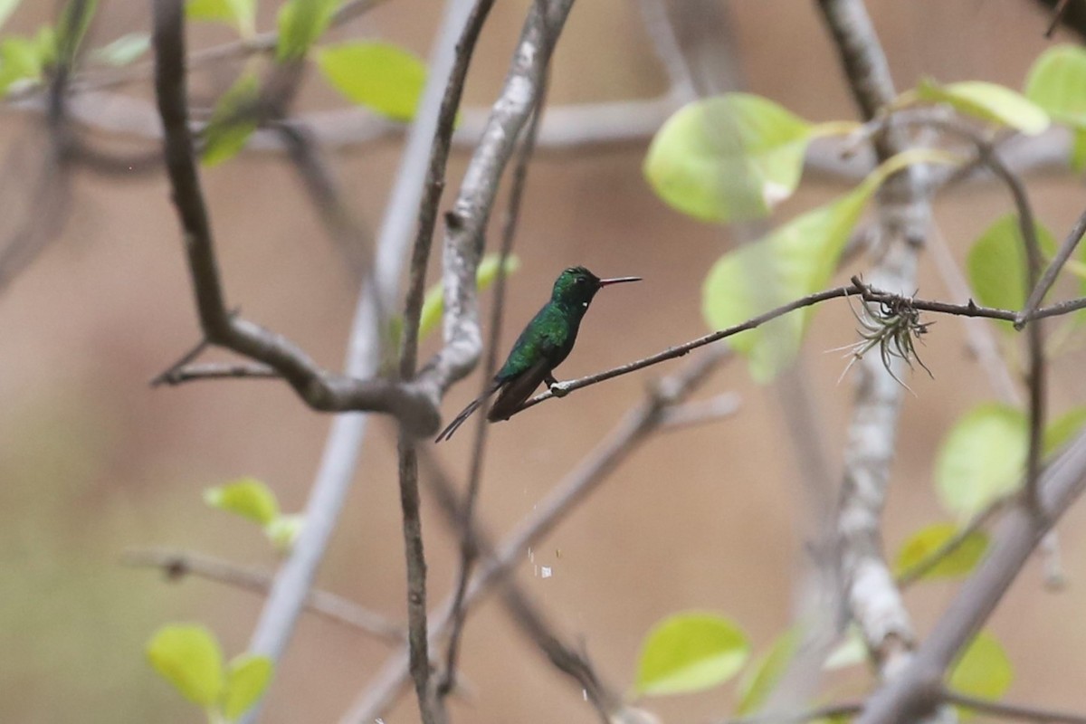 Golden-crowned Emerald - ML566926211