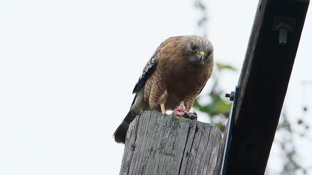 Red-shouldered Hawk (elegans) - ML566926591