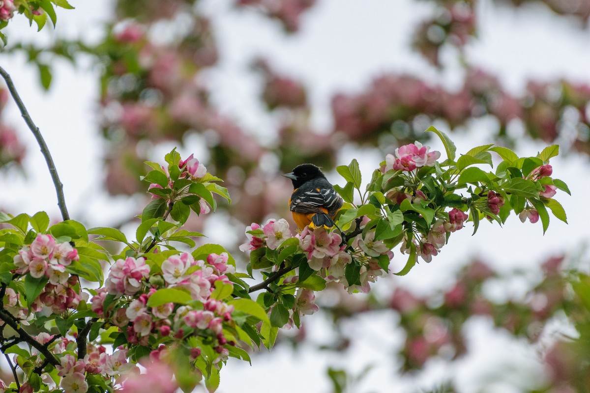 Baltimore Oriole - ML566927021
