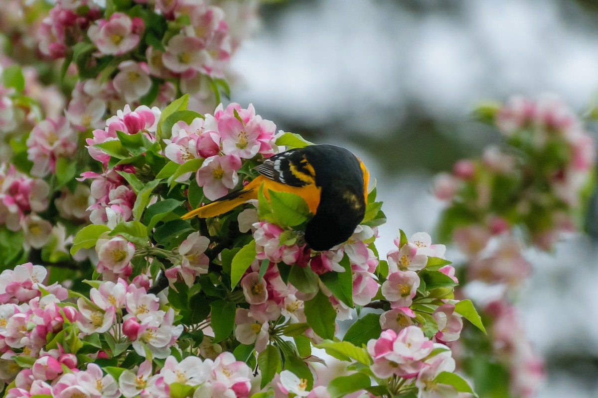 Baltimore Oriole - ML566927031