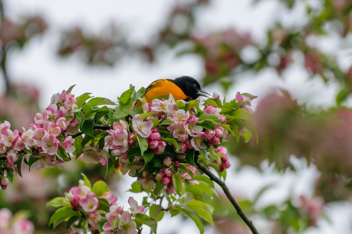 Baltimore Oriole - ML566927071
