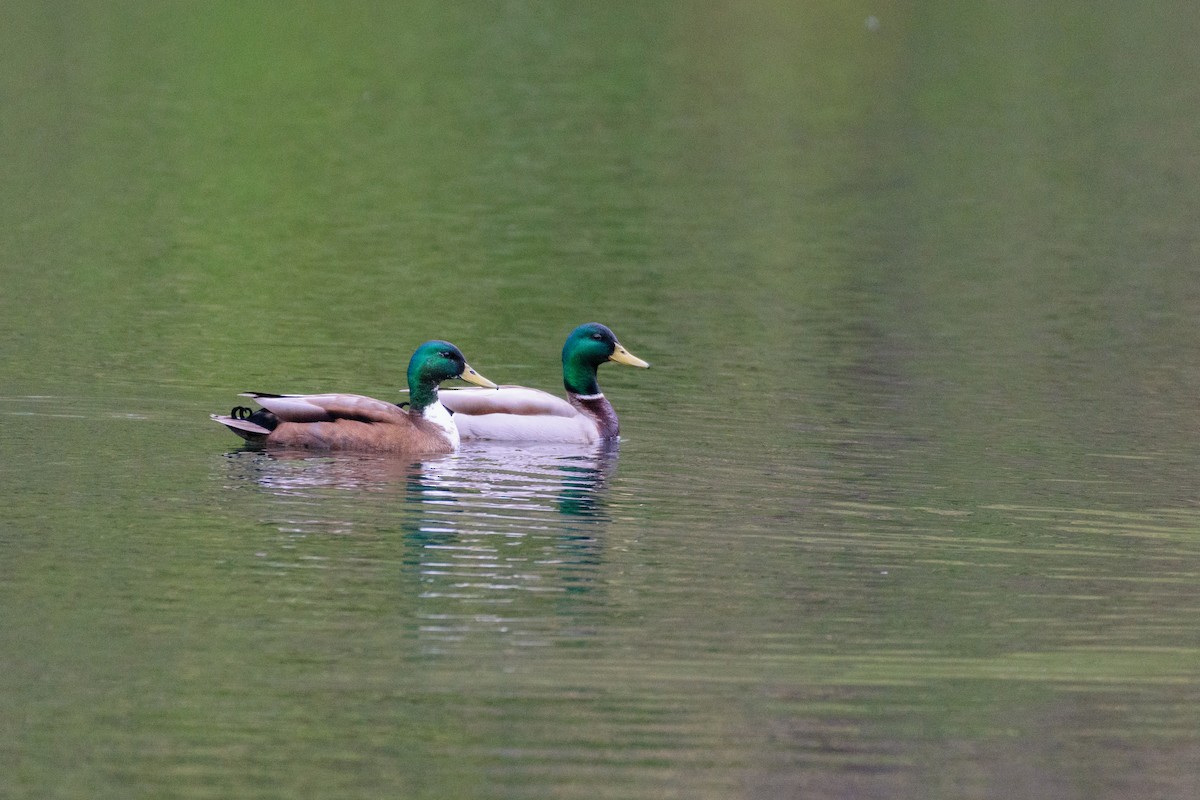 Тэжээмэл нугас - ML566927521