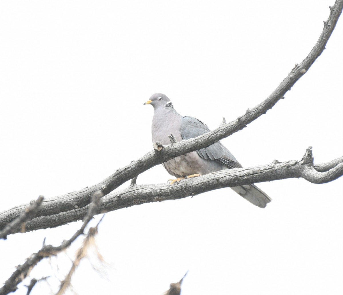 Band-tailed Pigeon - ML566927921