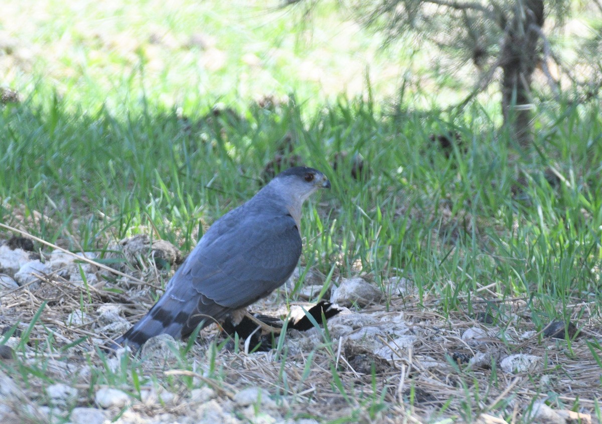 Cooper's Hawk - ML566928231