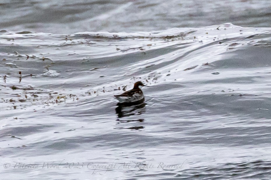 Phalarope à bec étroit - ML566928811