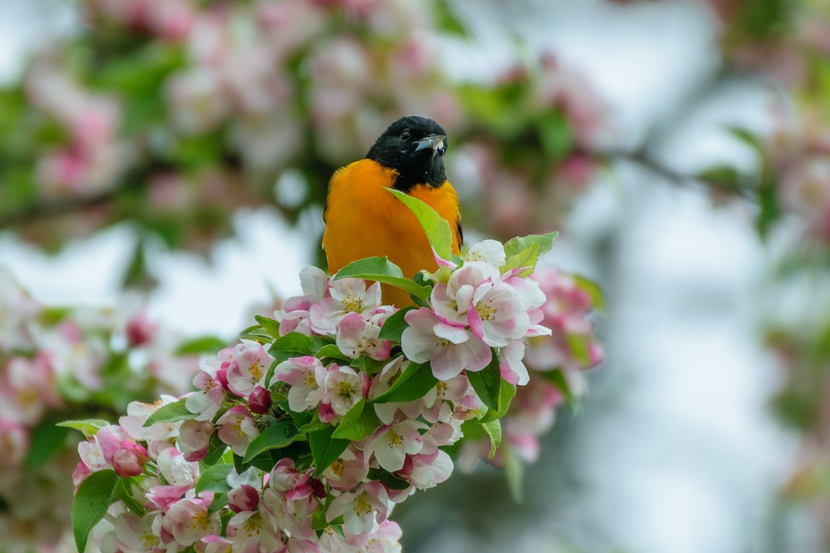 Baltimore Oriole - ML566929781