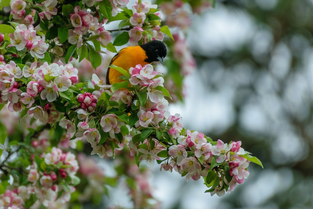 Baltimore Oriole - ML566931361