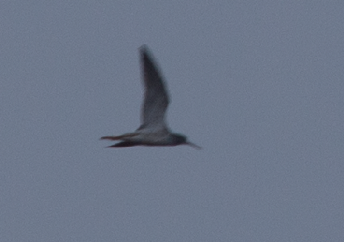 Greater Yellowlegs - ML566931771