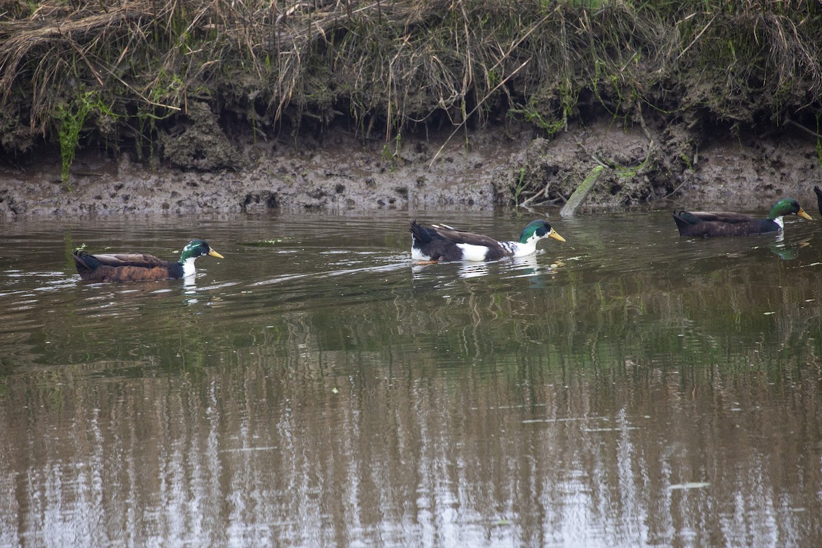 Fehlfarben-Stockente/Hausente - ML566932021