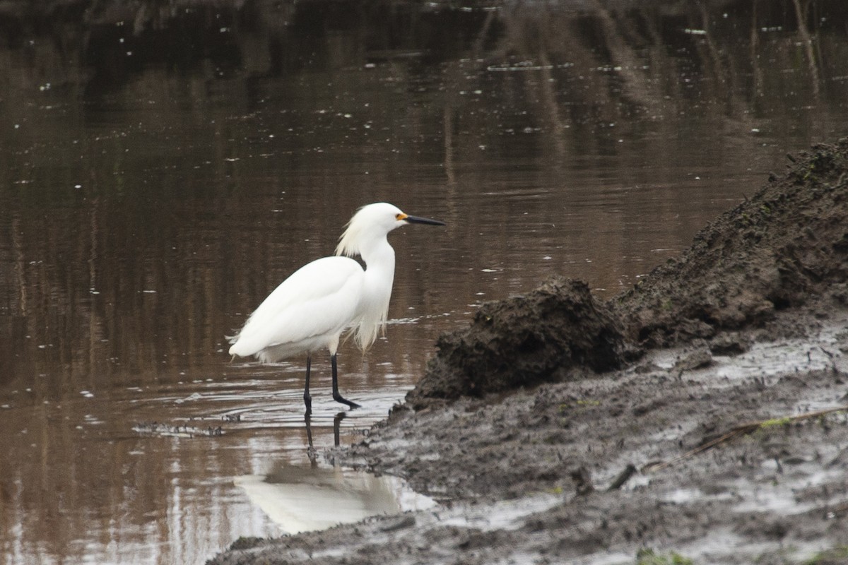 Snowy Egret - Milk S