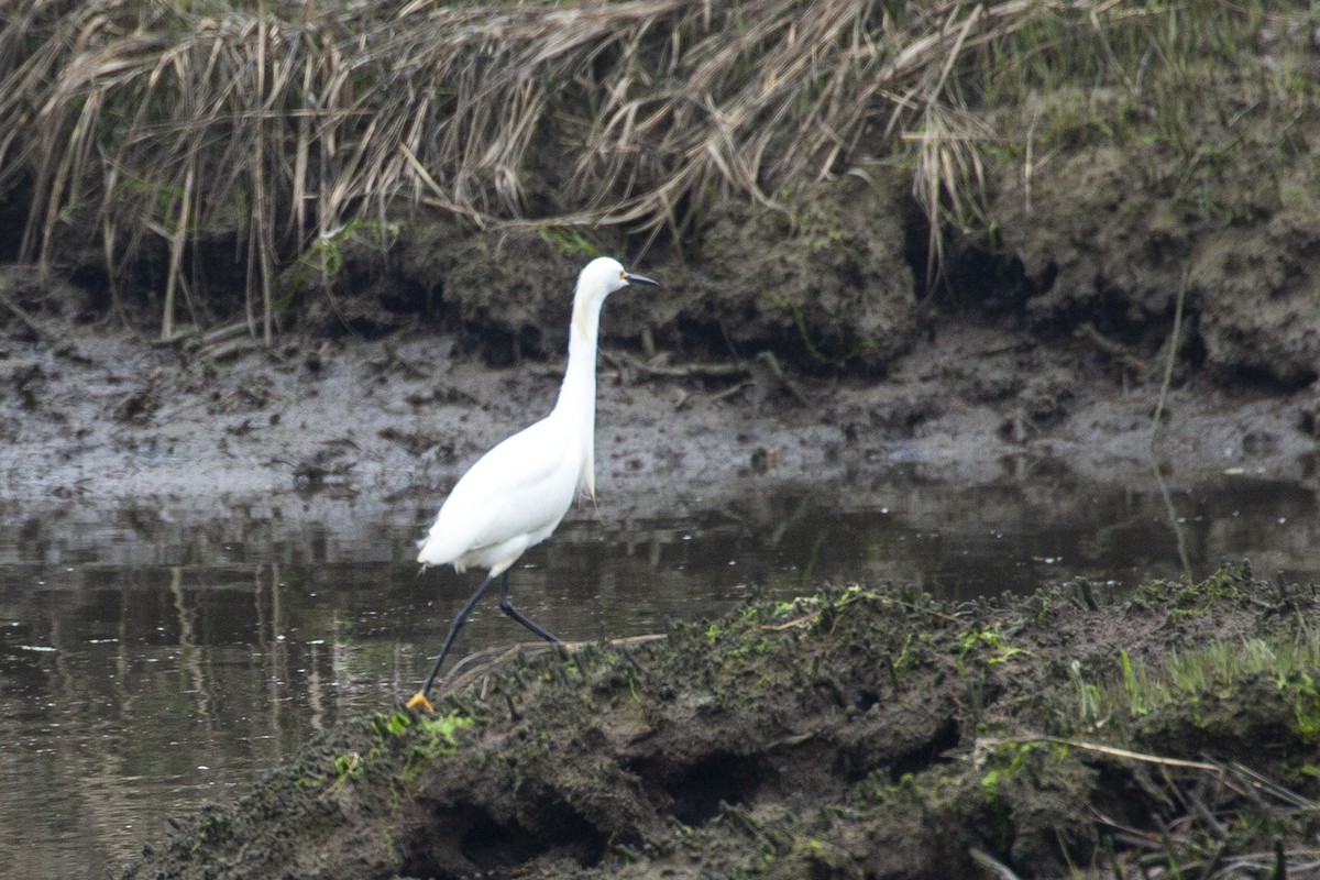 Snowy Egret - Milk S