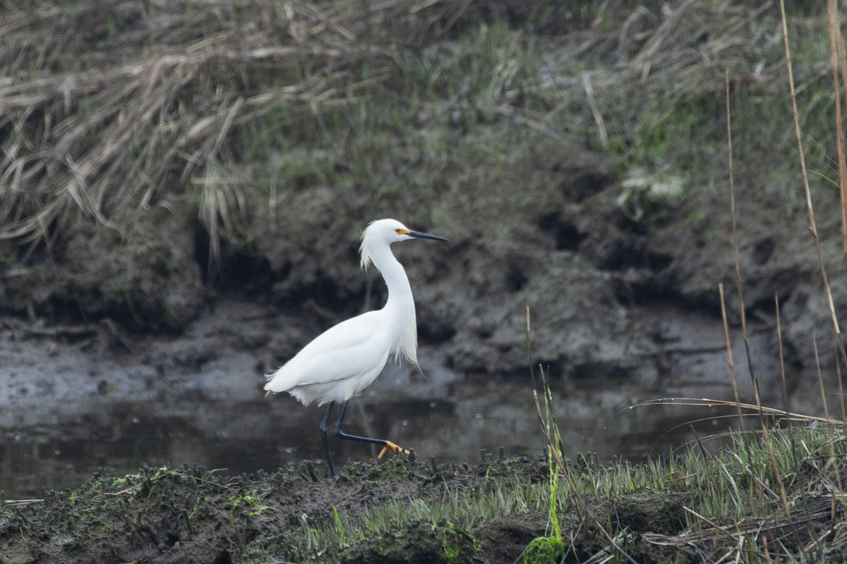 Snowy Egret - Milk S