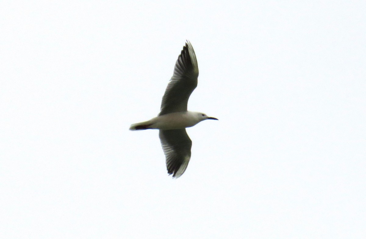 Slender-billed Gull - ML56693231