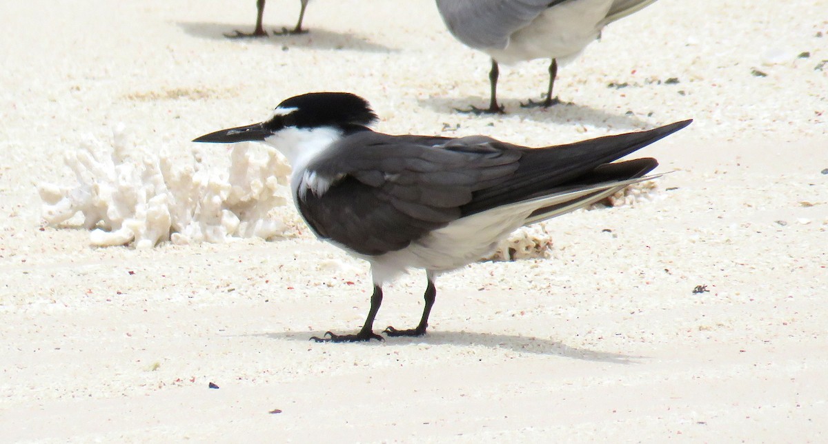 Bridled Tern - ML56693351