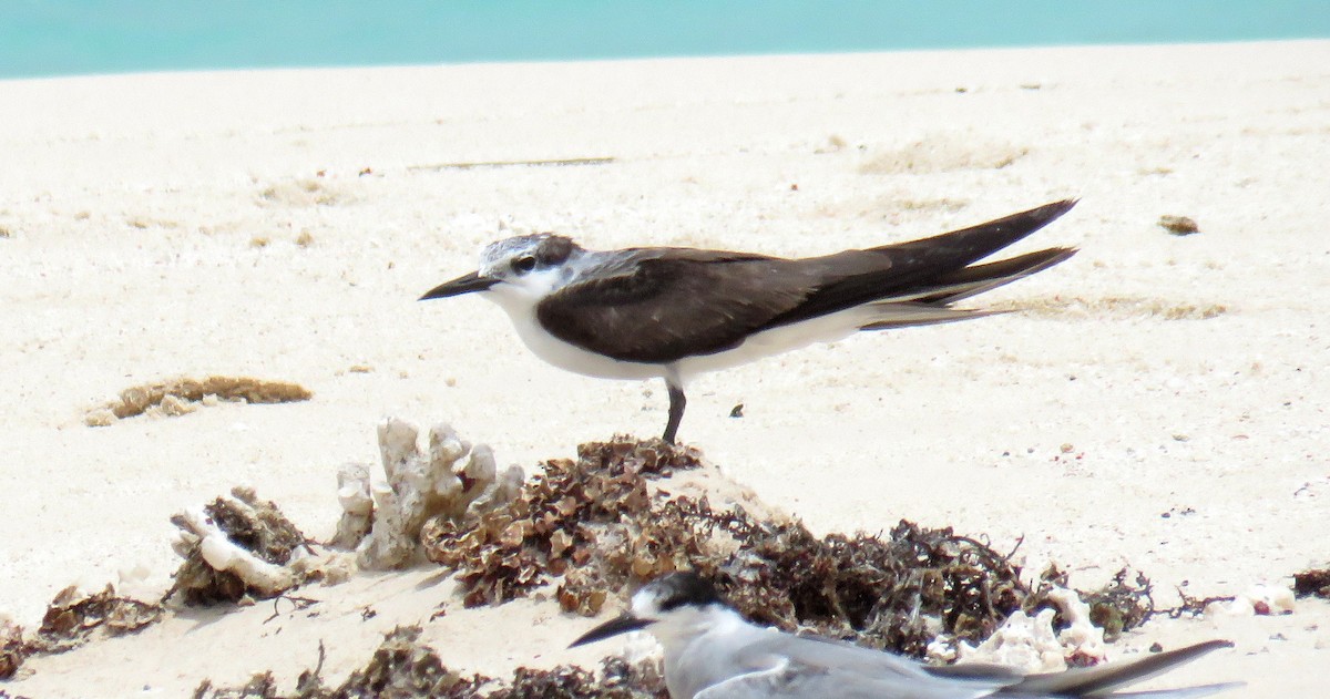 Bridled Tern - ML56693381