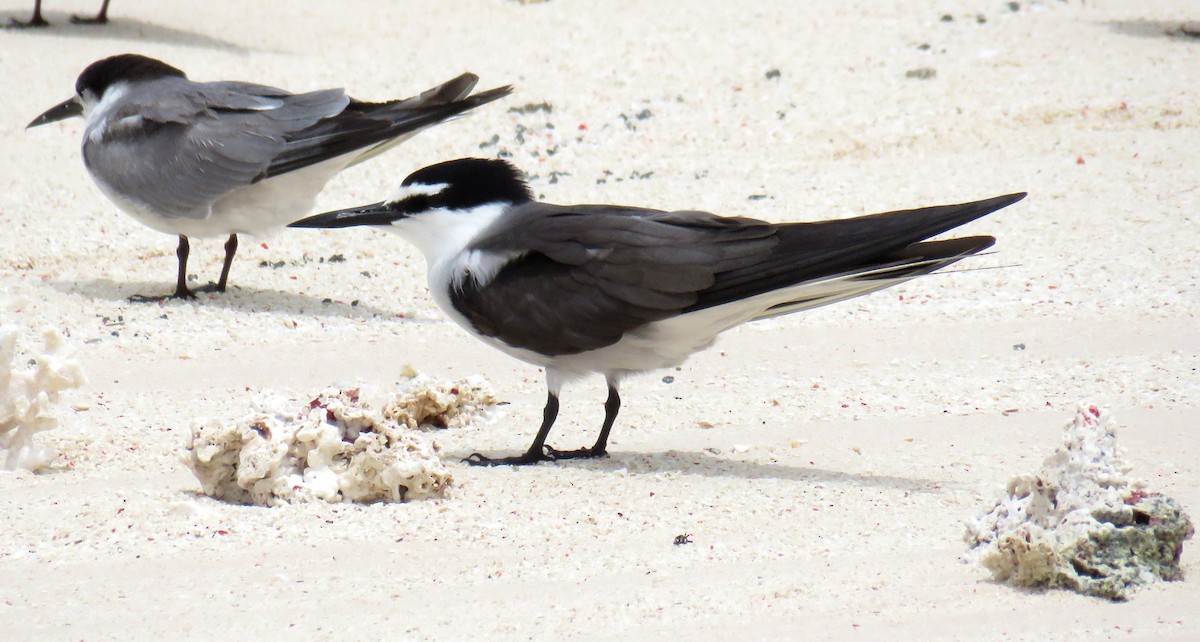 Bridled Tern - ML56693411