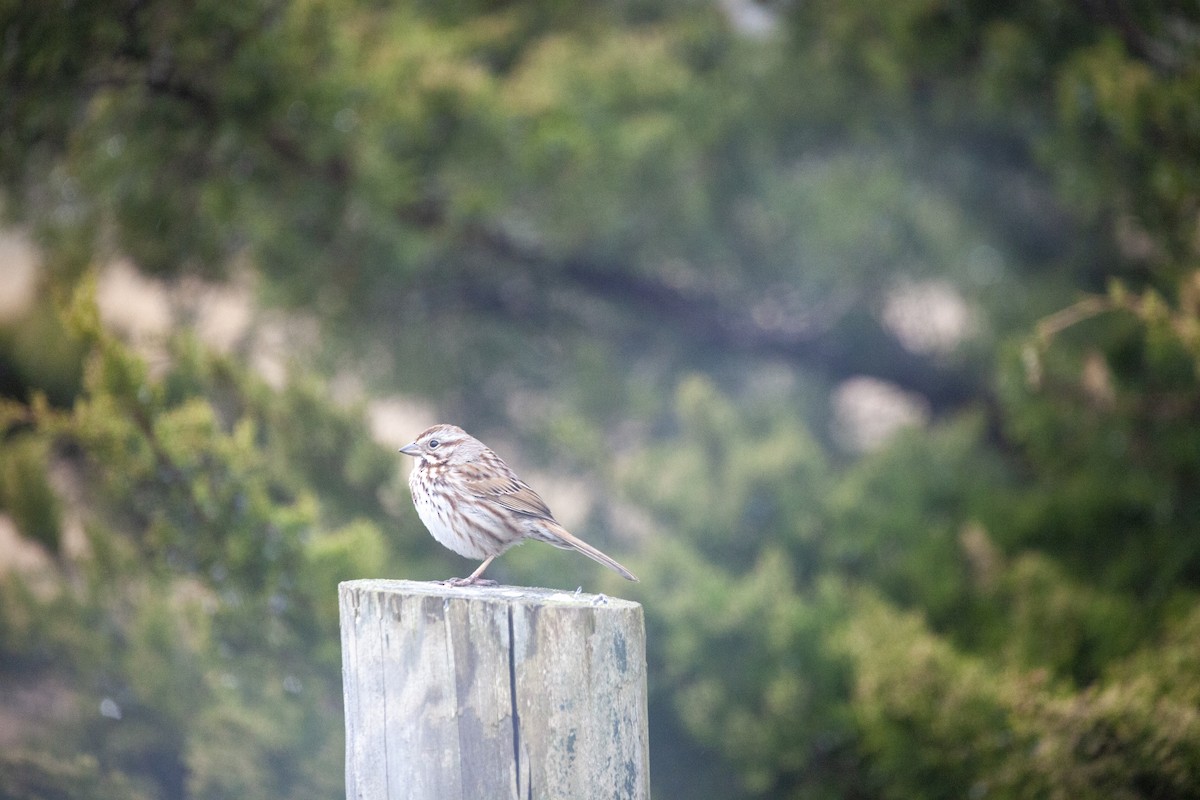 Song Sparrow - Milk S