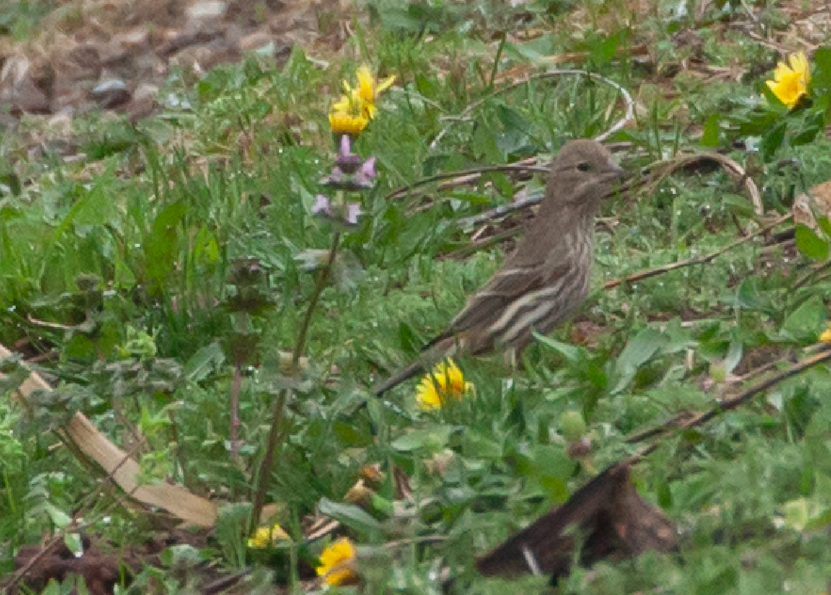 House Finch - ML566934411