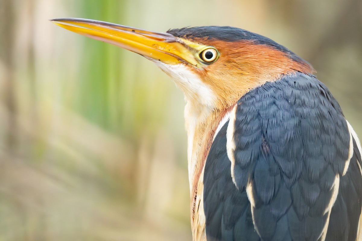 Least Bittern - ML566934441