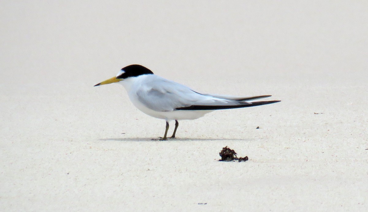 Saunders's Tern - ML56693451