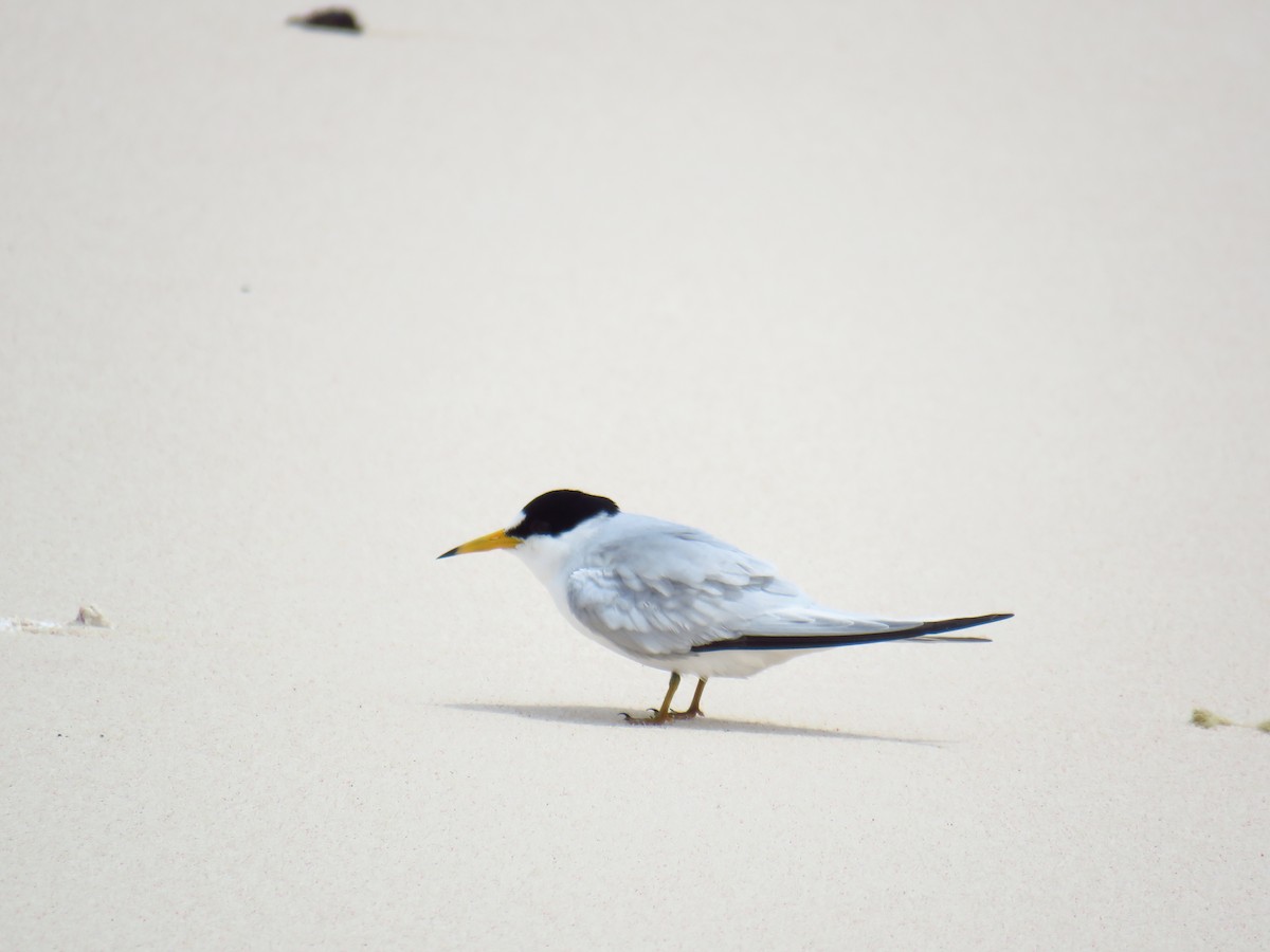 Saunders's Tern - ML56693491