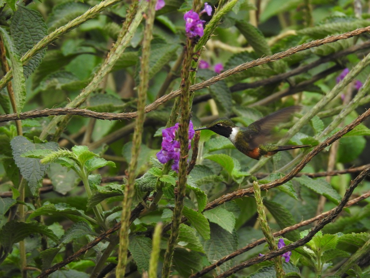 Colibrí Magenta - ML566934971