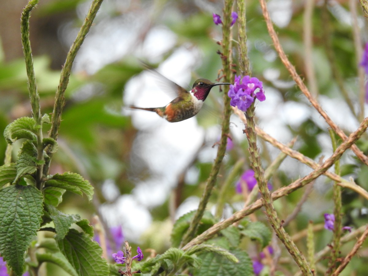 Colibrí Magenta - ML566935031