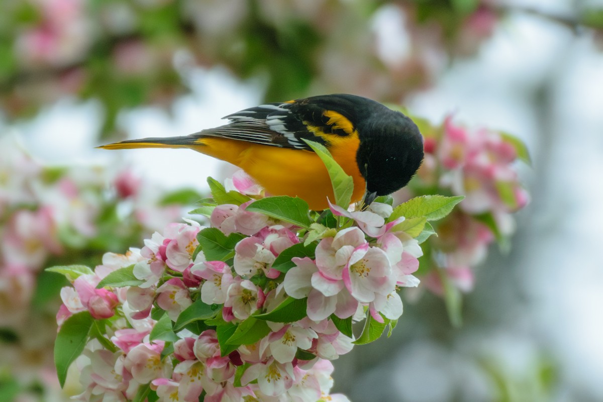 Baltimore Oriole - ML566935271