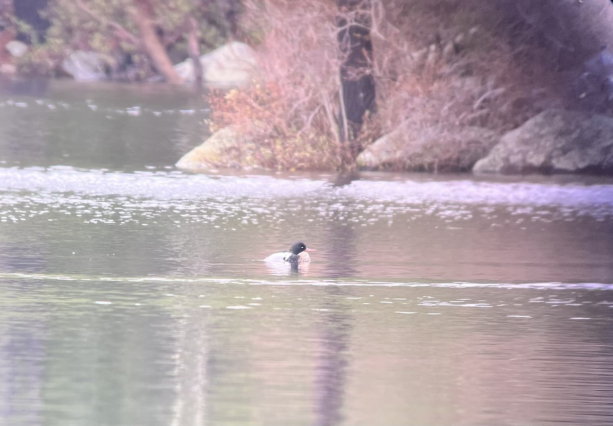 Red-breasted Merganser - ML566935311