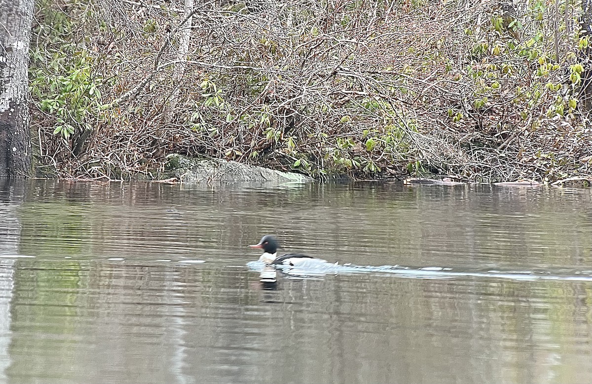 Red-breasted Merganser - ML566935361