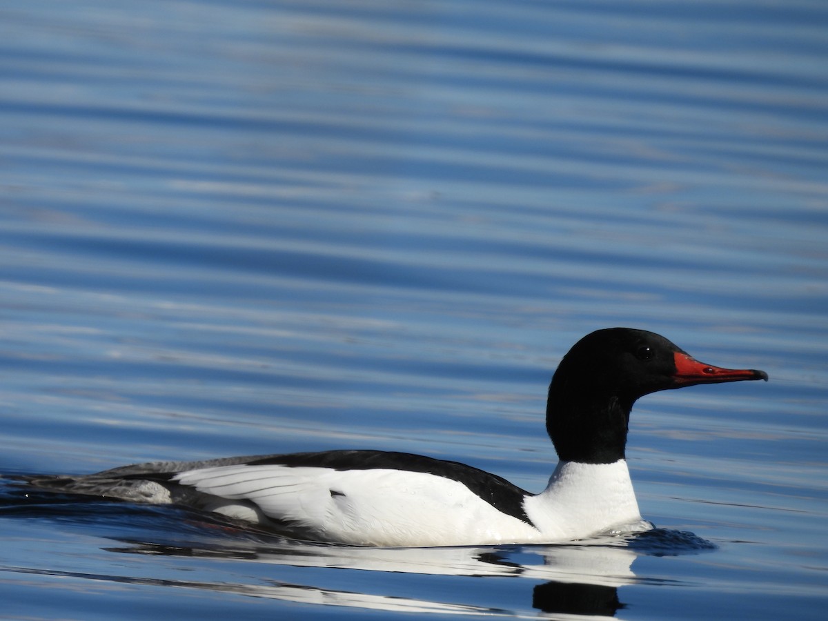 Common Merganser - ML566935931