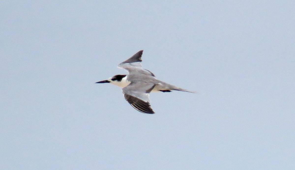 White-cheeked Tern - ML56693651