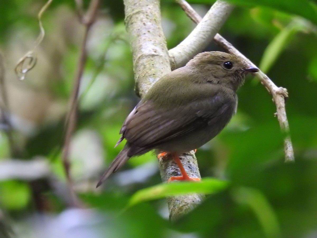 Long-tailed Manakin - ML566936511