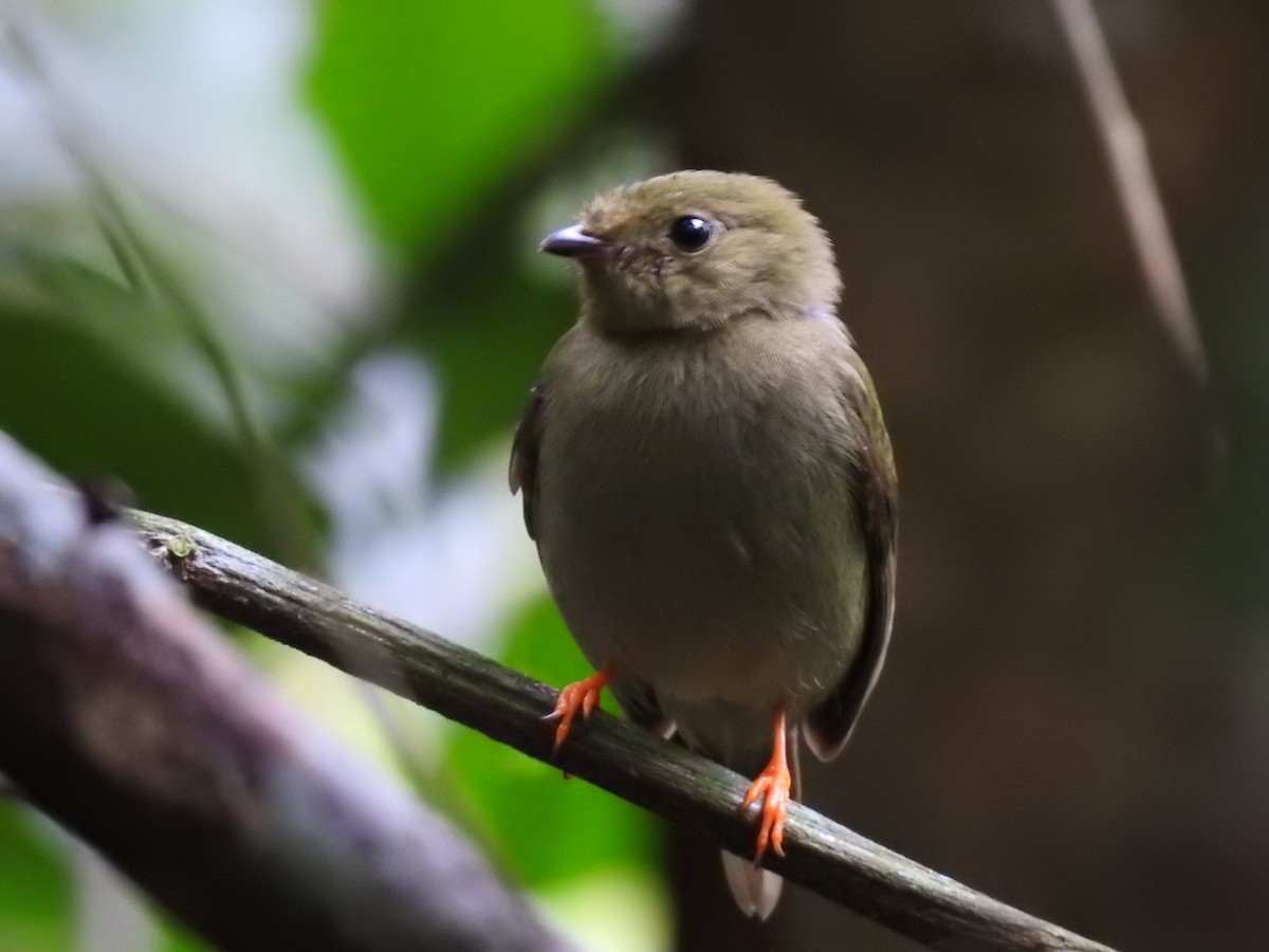 Long-tailed Manakin - ML566936521